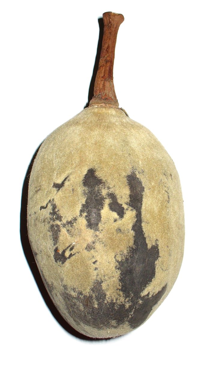 Baobab fruit hanging from the tree