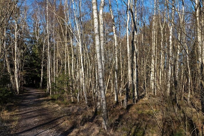 A birch grove in spring light