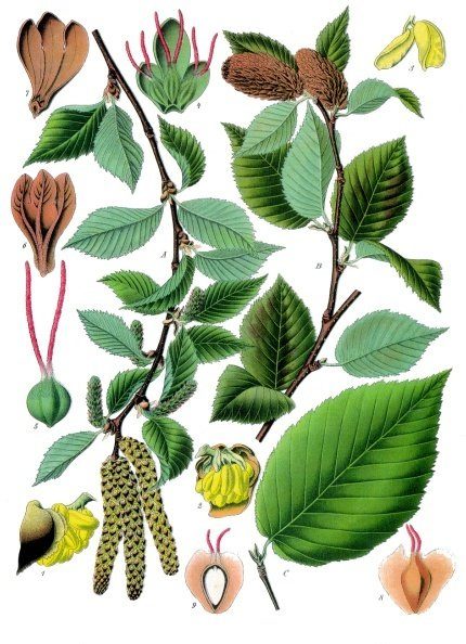 Betula · Köhler pl. 21 · the tree behind the drink